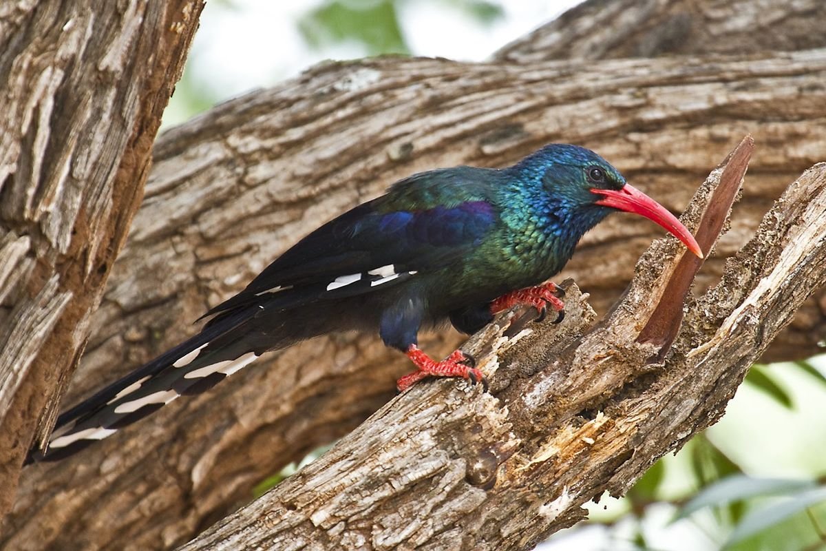 Green Wood Hoopoe